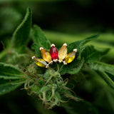 Bella – 14K Gold “Natural Mystic” Threadless End - piercing - zone.com