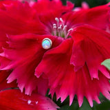 Bezel - Set Cup with Opal – 14K Gold Threadless End - piercing - zone.com