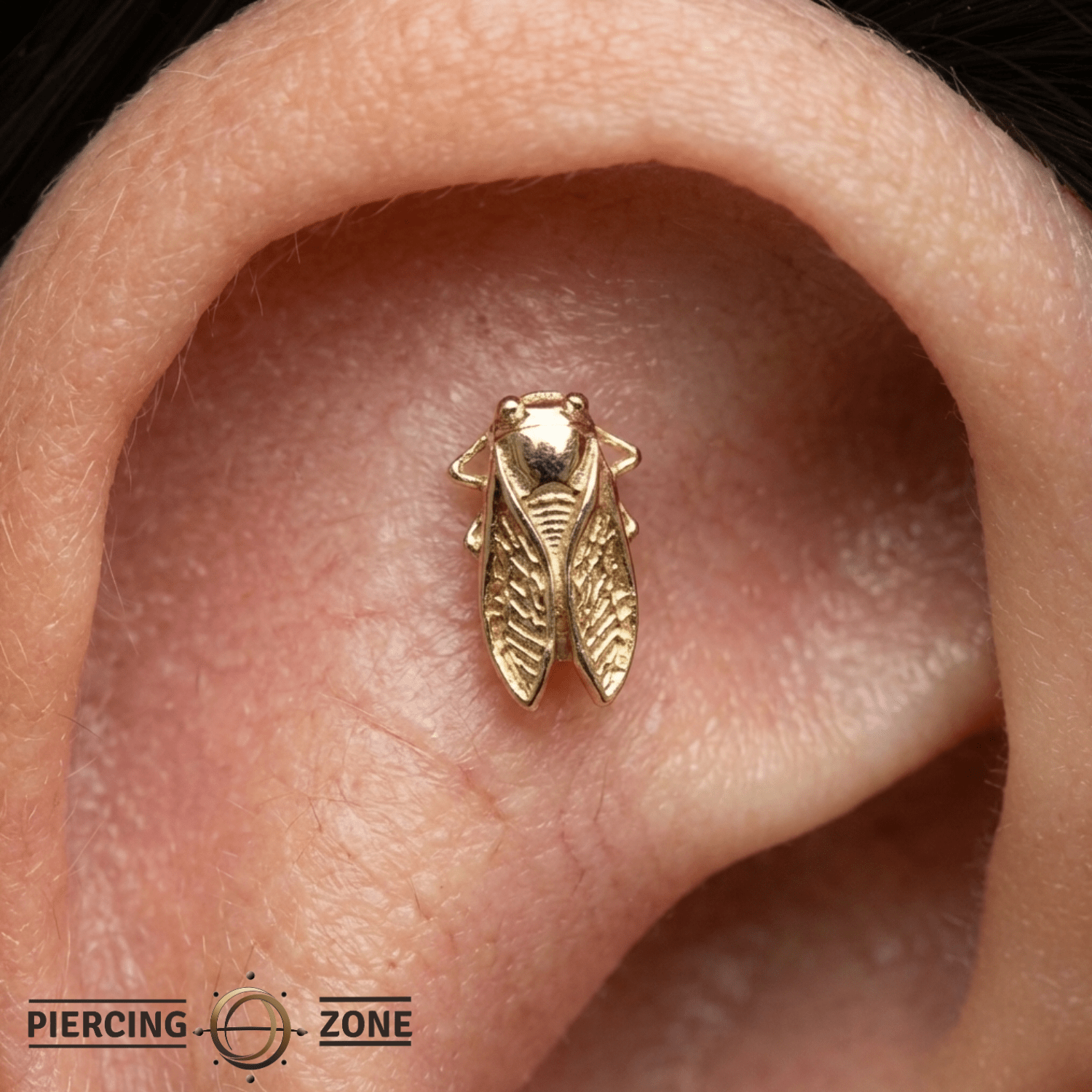 Cicada – 14K Gold Threadless/Threaded End - piercing - zone.com