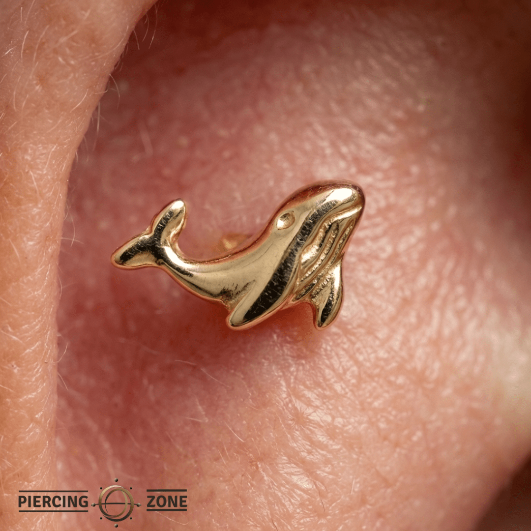 Koholā Whale – 14K Gold Oceanic Threadless End - piercing - zone.com