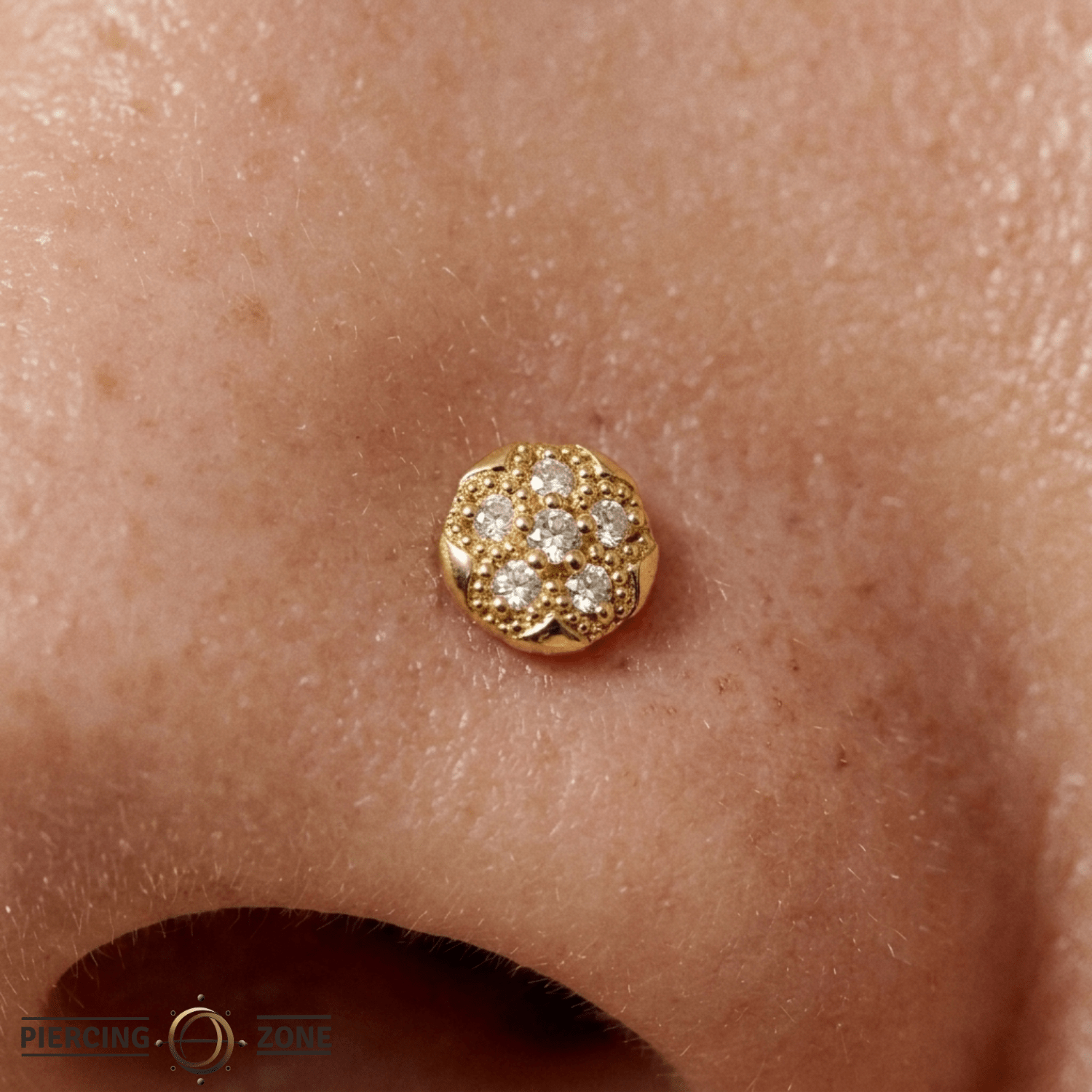 Sand Dollar – 14K Gold Threadless/Threaded End - piercing - zone.com