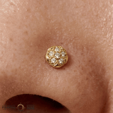 Sand Dollar – 14K Gold Threadless/Threaded End - piercing - zone.com