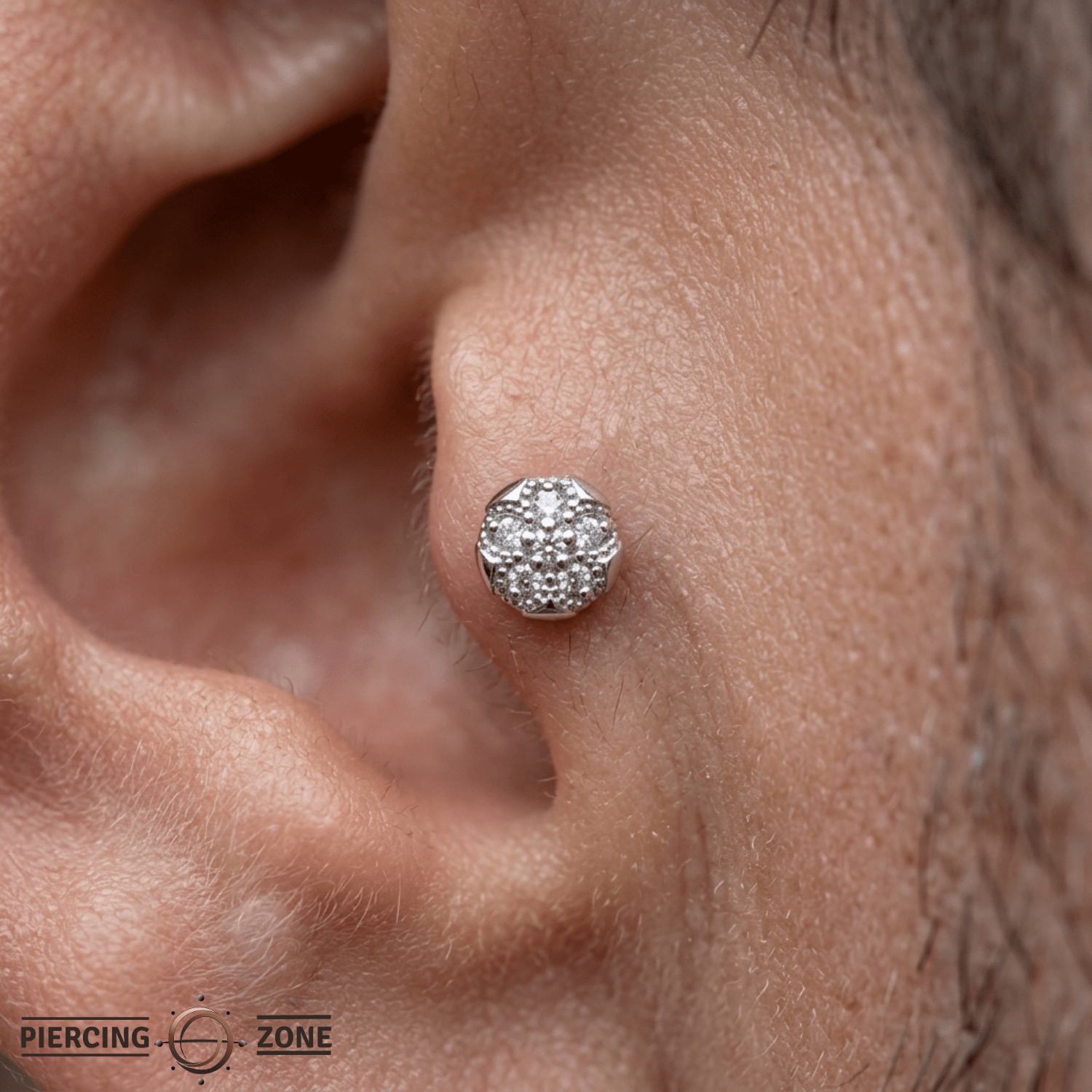 Sand Dollar – 14K Gold Threadless/Threaded End - piercing - zone.com