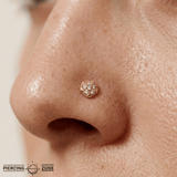 Sand Dollar – 14K Gold Threadless/Threaded End - piercing - zone.com