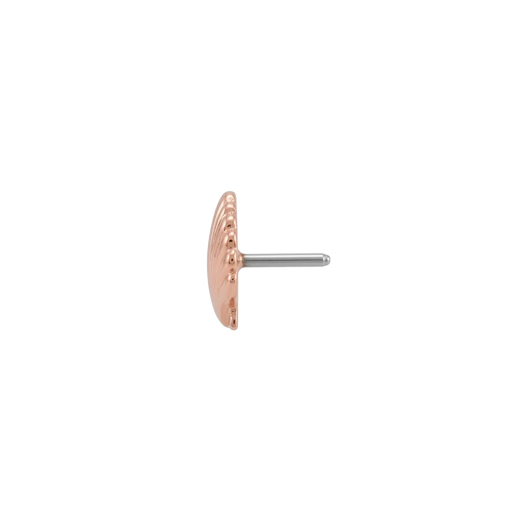 Scallop Shell - 14K Gold Threadless/Threaded End - piercing - zone.com