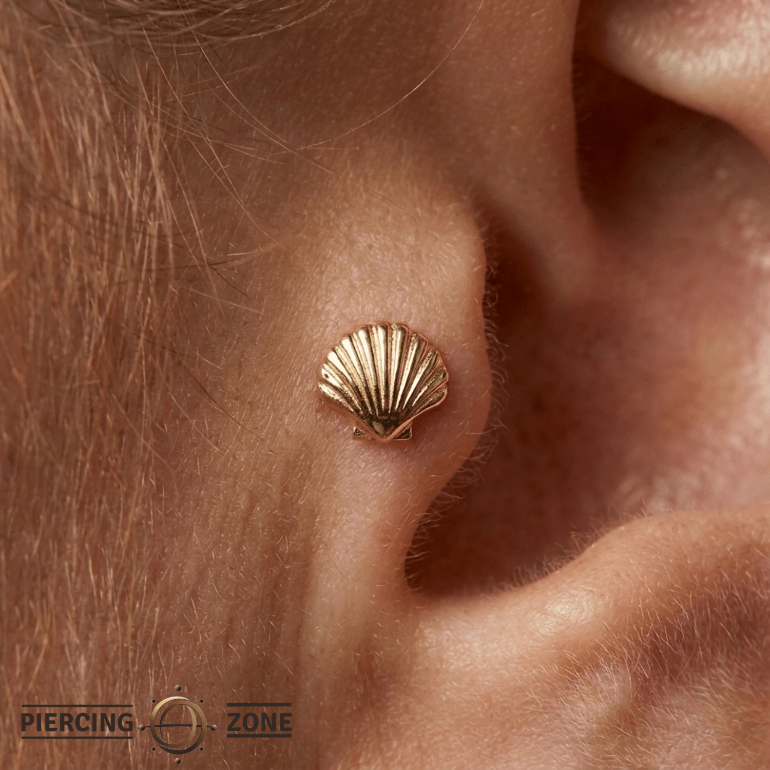 Scallop Shell - 14K Gold Threadless/Threaded End - piercing - zone.com