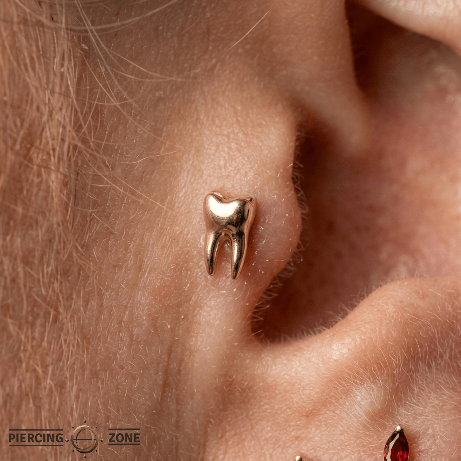 Wisdom – 14K Gold Molar Tooth Threadless End - piercing - zone.com